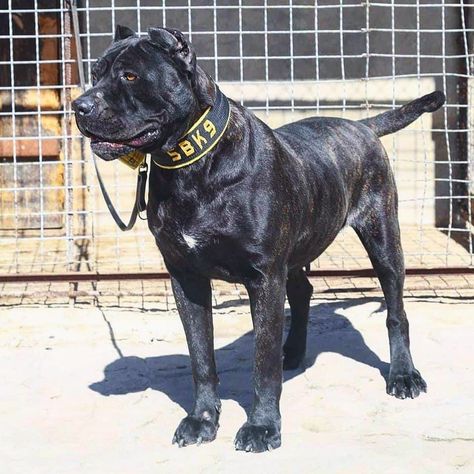 Bandog Dogs, Cane Corsos, Presa Canario, Pretty Dogs, Dog Gear, Mixed Breed, Working Dogs, Big Dogs, Dog Breed