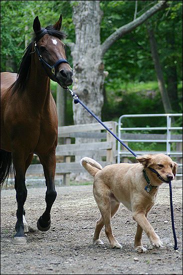 Horse And Dog, Zsazsa Bellagio, Photos Funny, Pet Pet, Animals Friendship, Funny Story, Horses And Dogs, All The Pretty Horses, 웃긴 사진