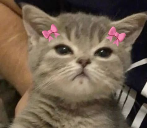 Cat Pp, Pp Cat, Cat Profile, Gorgeous Cats, Silly Cats Pictures, Cute Cats Photos, Cat Icon, Super Cute Animals, Pink Bows