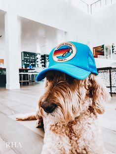 Preppy Pets, Preppy Animals, Preppy Photos, Preppy Pfp, Preppy Pics, Preppy Dog, Cute Doggy, Preppy Vsco, Cute Doggos