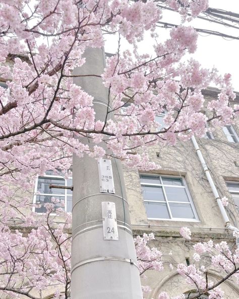 Happy Aesthetic, Pink Core, Japan Sakura, Pink Nature, Soft Pink Theme, Sakura Tree, Snoopy Pictures, Pretty Landscapes, Japan Aesthetic