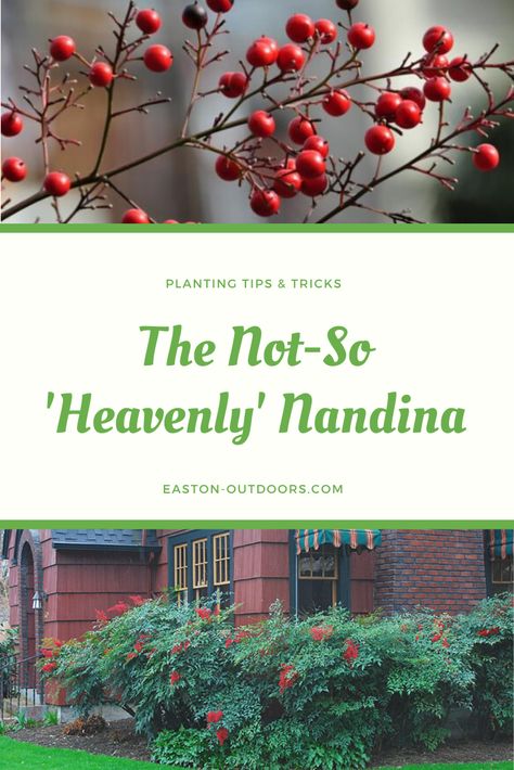 Fire Power Nandina, Heavenly Bamboo Nandina, Flirt Nandina, Nandina Companion Plants, Obsession Nandina Landscaping, Obsession Nandina, Nandina Domestica, Nandina Landscaping Front Yards, Nandina Plant