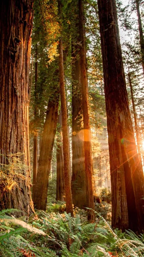 Redwood National Park is home to the tallest trees in the world, the mighty Redwood. Magical forests, spectacular beaches, & epic wildlife. #redwood #national parks #travel #usa #california Redwood Tree Aesthetic, Redwood Forest Art, Red Wood National Park, Red Woods National Park, Red Wood National Park California, Giant Redwood Trees, California Redwoods Aesthetic, Redwood National Park Photography, Redwood Forest Painting