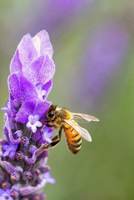 Bee on Lavender Bees Aesthetic, Bee On Lavender, I Love Bees, Bee Photo, Organic Candles, Aesthetic Candles, Busy Bees, Bee On Flower, Honey Bees