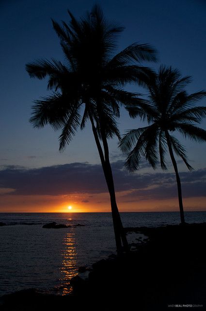 Island Sunset, Big Island, Palm Trees, The Sun, Hawaii, Trees, Sun