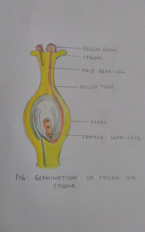 #science #drawing #diagram #pollen #deekshajagadeesh #class10 #notes #projects Class10 Notes, Nephron Diagram Easy, Human Eye Diagram, Eye Diagram, Biology Diagrams, Science Diagrams, Science Drawing, Best Resume Format, Draping Styles