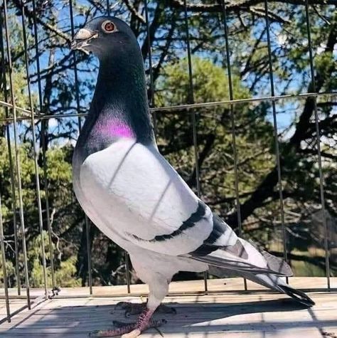 Racing Pigeons For Sale, Racing Pigeon Lofts, Pigeons For Sale, Pigeon Pictures, Homing Pigeons, Pigeon Loft, Beautiful Summer Wallpaper, Racing Pigeons, Pigeon Bird