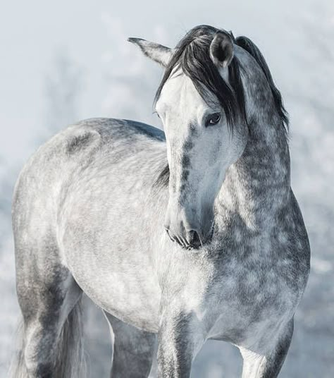 Gray Horse, Winter Forest, Forest, Horses, Stock Photos, Illustrations, Grey, White