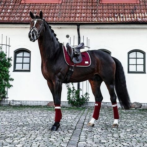 Horses With Tack On, Horses Tacked Up, Beautiful Horse Tack, Horse Tacked Up, Dressage Tack Sets, Tacked Up Horse, Cai Arabi, Horses Tack, Horse Standing