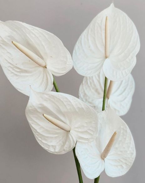 #sydneybride #sydneywedding #sydneyflorist #sydney #flowers #weddingdress #aussiewedding #florist Anthurium Bouquet, Jade Wedding, Simple Bridal Jewelry, Slow Sunday, Anti Bride, Classic Wedding Decorations, Sydney Wedding, Bridal Inspo, Wedding Mood Board