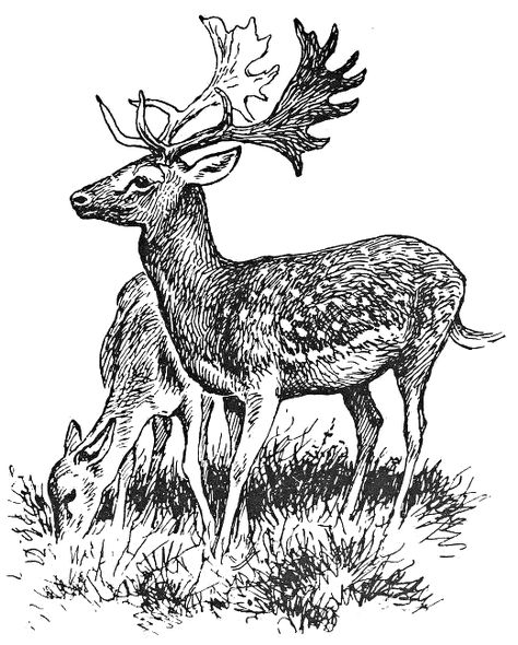 Fallow deer lineart 2 Sergio Toppi, Deer Coloring Pages, Deer Vector, Deer Drawing, Landscape Sketch, Image Svg, Wood Burning Patterns, Wood Burning Art, Tableau Art