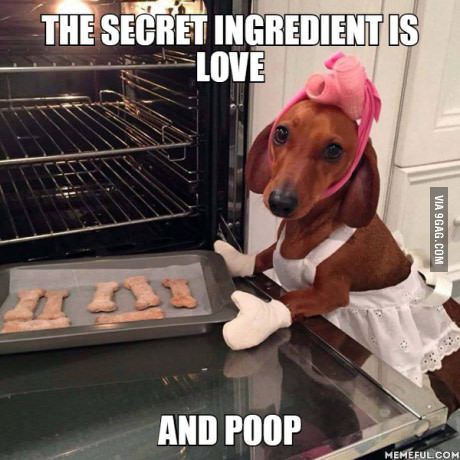 Kitchen with a dog Animal Captions, Dachshund Funny, Weiner Dog, Sweet Dogs, Wiener Dog, Funny Animal Memes, Dachshund Dog, Funny Animal Pictures, Dog Memes