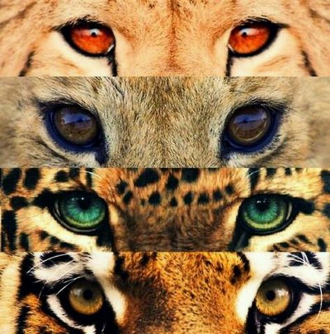 Fierce Eyes. Different Pictures, Charcoal Drawings, Wallpaper Tumblr, Leopards, Animal Planet, Lynx, 귀여운 동물, Beautiful Cats, Big Cats