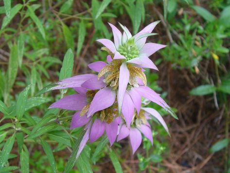 Bee Balm Flower, Herbal Tea Garden, Herbal Plants, Bee Balm, Plant Spacing, Tea Garden, Garden Soil, Spring Blooms, Types Of Plants