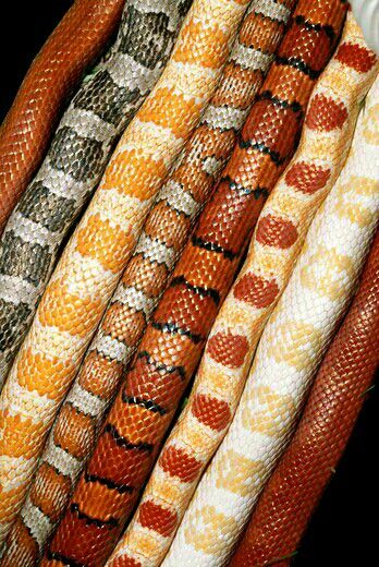 Corn snake - elaphe guttata eight different colour varieties Snake Colors, Colorful Snake, Colourful Snake, Corn Snake Tattoo, Corn Snake Colors, Corn Snakes, Striped Snake, Corn Snake Morphs, Black Corn Snake