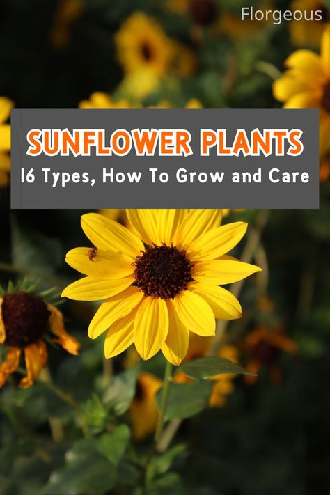 Sunflower Plants Plants Types, Types Of Sunflowers, Planting Sunflowers, Flowering Plants, Ornamental Plants, Organic Fertilizer, African Beauty, Sunflower Seeds, Types Of Flowers