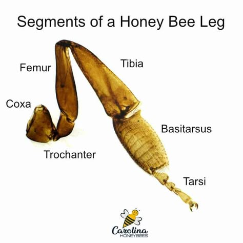 honey bee leg diagram. segments of a honey bee leg - coxa-femus-tibia-trochanter-basitarsus-tarsi Bumble Bee Anatomy, Honey Bee Anatomy, Honey Bee Pictures, Bee Anatomy, Honey Bees Keeping, Bee Sketch, Different Bees, Leg Anatomy, Wild Bees