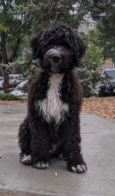 Bernedoodle Black And White, Black Bernedoodle, Bernedoodle Black, Bernadoodle Puppy, St Berdoodle, Mini Bernedoodle, Bernedoodle Puppy, Portuguese Water Dog, 16 Weeks