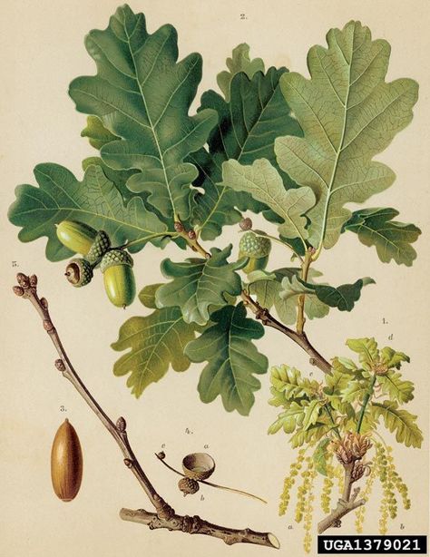 Fabulous botanical image of an Oak tree Oak Tree Illustration, Oak Tree Drawings, Botanisches Tattoo, Illustration Botanique, Art Print Display, Oak Leaves, Tree Illustration, Scientific Illustration, Tree Drawing