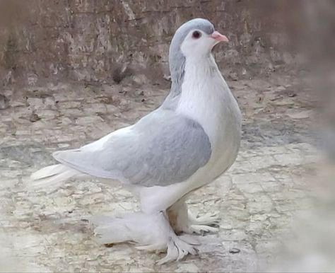 Lahore Pigeon, Pet Pigeon, Cute Pigeon, Pigeon Pictures, Pigeon Breeds, Dove Pigeon, Cute Rats, Incredible Creatures, Pretty Animals