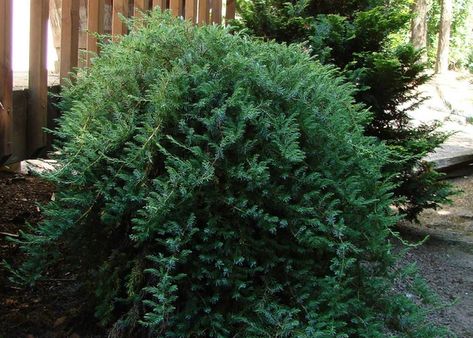 Blue Lagoon Juniper - Juniperus conferta 'Blue Lagoon' | North Carolina Extension Gardener Plant Toolbox Juniperus Conferta, Shore Juniper, Patio Pond, Lavender Leaves, Walkway Landscaping, Drought Tolerant Garden, Rock Garden Design, Plant Problems, Zone 5