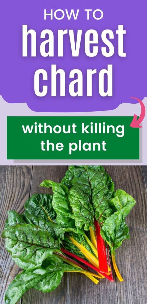 Swiss Chard In Containers, How To Grow Swiss Chard From Seed, How To Grow Swiss Chard, Recipes Using Rainbow Chard, When To Harvest Swiss Chard, Swiss Chard Companion Planting, Plant Beets, Swiss Chard Plant, 4x4 Garden