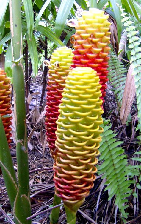 Beehive Ginger Flower -:Some varieties of Ginger flowers are exceptionally fragrant. So if you find flowers in your plant you… by gardeningabc Beehive Ginger, Growing Ginger Indoors, Ginger Plant, Ginger Flower, Strange Flowers, Unusual Plants, Unusual Flowers, Rare Flowers, Flowers Wallpaper