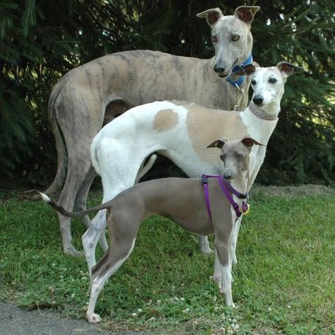 Greyhound, Whippet, Italian Greyhound Need to carry this picture around at all times for when people ask "What kind of dog is that?" And then proceed to say that they thought they were bigger than that. Sight Hounds, What Kind Of Dog, Whippet Dog, Grey Hound Dog, Fun Size, Italian Greyhound, Hound Dog, Size Comparison, Ian Somerhalder