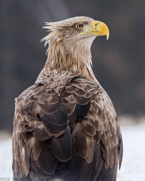 White Tailed Eagle Photo by @eliza.mogielska Please visit the artist’s page for additional information. ——————————————— ♦️Instagram’s King… Wedged Tail Eagle, White Tailed Sea Eagle, Giant Eagle Fantasy Art, British Birds Of Prey, Beast Of Revelation, Eagle Photo, Wedge Tailed Eagle, Animal Poses, Golden Eagle In Flight