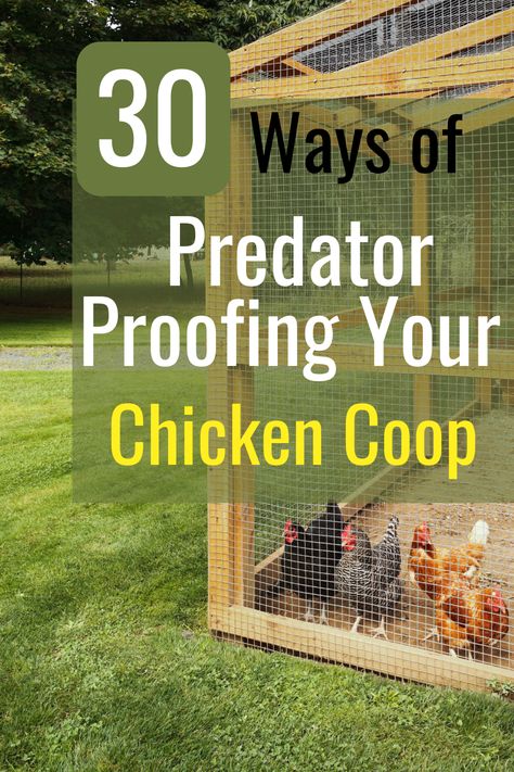 Predator-proofing a chicken coop is essential for keeping your chickens safe from common predators such as foxes, raccoons, hawks, and even neighborhood dogs and cats. Read more to find out a list of 30 ways to predator proof your backyard chicken coop. Backyard Layout With Chicken Coop And Garden, Weasel Proof Chicken Coop, How To Protect Chickens From Predators, Chicken Coop Around Tree, Weatherproof Chicken Coop, Critter Proof Chicken Coop, Secure Chicken Coop, Dog Proof Chicken Coop, Chicken Coop Safety