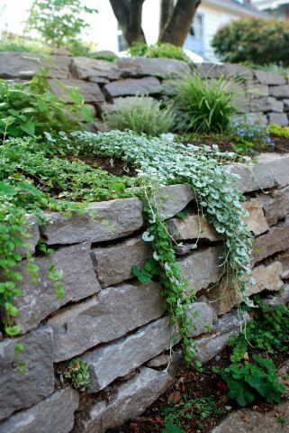 dry stack stone wall with plants over it Rock Retaining Walls, Wall With Plants, Wall Gardens, Stone Walls Garden, Stacked Stone Walls, Garden Retaining Wall, Landscaping Retaining Walls, Hillside Landscaping, Garden Vines