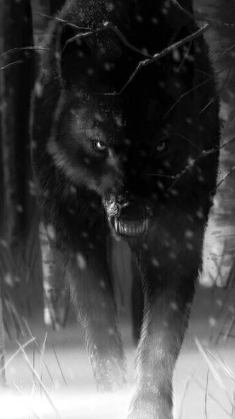 Black Wolf Photography, Black Wolf Tattoo, Growling Wolf, Lup Singuratic, Angry Wolf, Wolf 3d, Big Wolf, Wolf Images, Wolf Photography