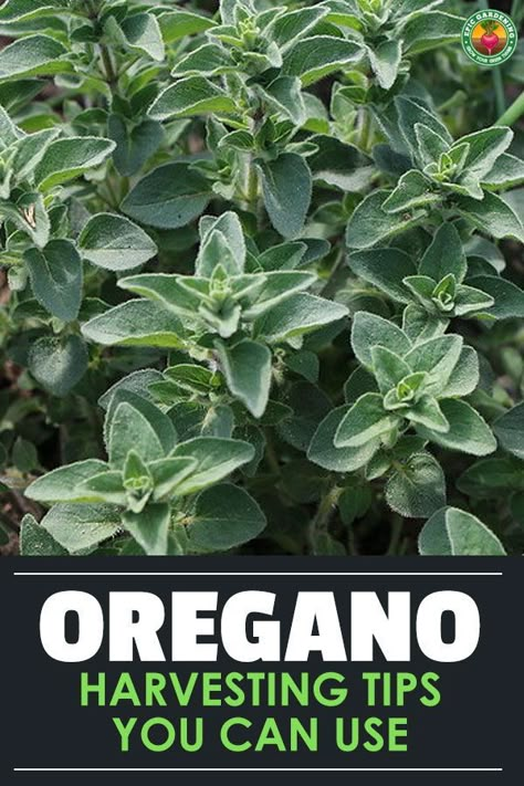 Harvesting Oregano How To, How To Harvest Oregano, Herb Harvesting Guide, How To Preserve Oregano, How To Dry Oregano Leaves, Preserving Oregano, Harvesting Oregano, Harvest Herbs, Dry Oregano