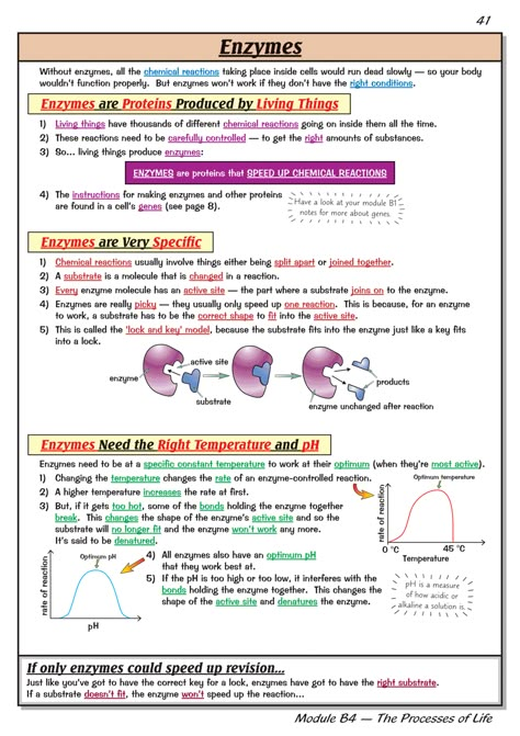 Enzymes Enzymes Biology Notes Gcse, Enzymology Notes, Enzymes Biochemistry, Enzymes Biology Notes, Biomolecules Notes Biology, Enzymes Notes, Enzymes Biology, Biochemistry Notes, Learn Biology