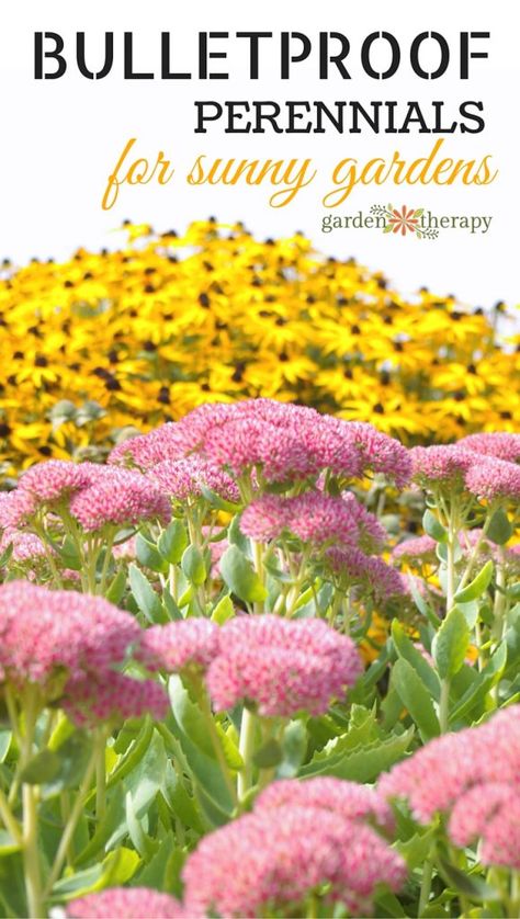 These hardy perennials can take almost anything you throw at them, but maybe… Full Sun Perennials, Sun Loving Plants, Best Perennials, Sun Perennials, Sun Garden, Sun Plants, Hardy Perennials, House Landscape, Flower Gardens