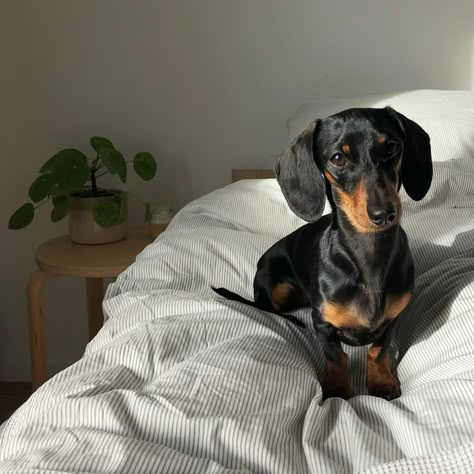 Dachshund Aesthetic, Puppies Dachshund, Puppy List, Miniature Dachshund Puppies, Dapple Dachshund Puppy, Puppy Dachshund, Doxie Mom, Doxie Puppies, Black And Tan Dachshund