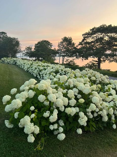 Flower Driveway, White Picket Fence Ideas, Picket Fence Ideas, Hydrangea Wall, Fancy Farm, Hydrangea Landscaping, Hermes Sandals, Fancy Restaurants, Fence Designs