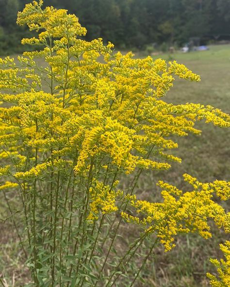 Goldenrod (Solidago spp) Another year around the sun. It’s Goldenrod season again. This prolific wildflower makes a beautiful cut flower in a vase, but is also edible and medicinal. I’m fortunate to have a few varieties on the property. I still have a tincture from last year. This year I’m infusing wilted flowers & leaves 🍃 in honey. I’m drying some for oil infusions and herb tea. You can also use Goldenrod for seasoning your favorite meal. So many options to explore. Have you ever worked wit... Goldenrod Uses, Flower In A Vase, Another Year Around The Sun, Wilted Flowers, Golden Rod, Herb Tea, Flowers Leaves, Flowers And Leaves, Cut Flowers