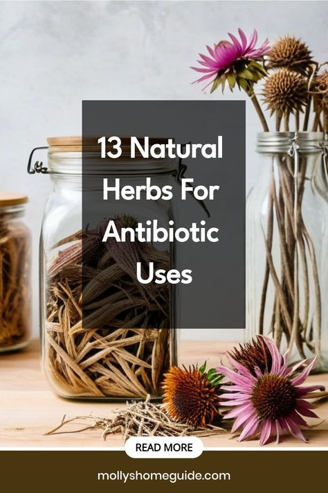 Explore the power of herbal medicine with these gentle yet effective natural antibiotics. Discover herbs that heal and plants with antibiotic properties which can be grown in your own kitchen. With magical herbs and healing spices, you can create herbal medicine recipes to fight off infections naturally. Say goodbye to synthetic antibiotics and embrace the best natural alternatives available to everyone. Incorporate these natural infection fighters into your daily routine for a healthier lifesty Diy Natural Antibiotic, Holistic Antibiotics, Herbs Medicinal Healing, Herbs For Pneumonia, Healing Herbs Medicine Natural Remedies, Natural Amoxicillin, Diy Antibiotics How To Make, Natural Antibiotic Recipe, Herbs For Asthma