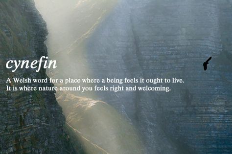 cynefin: A Welsh word for a place where a being feels it ought to live. It is where nature around you feels right and welcoming. Welsh Words, Uncommon Words, Word Nerd, Unusual Words, Rare Words, Word Definitions, Animal Nature, Unique Words, Aesthetic Words