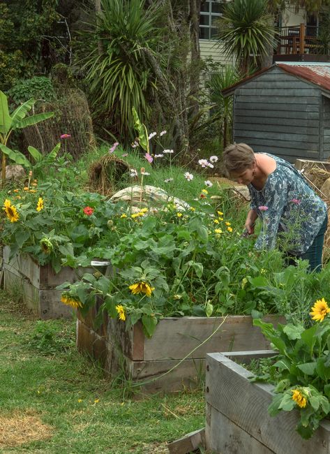 I adore the look of a raised bed kitchen garden — the food is so easy to harvest when the beds are up off the ground, it’s easier to plant into, it’s easier to weed, and if you use the Blue Borage… Blue Borage, Raised Bed Kitchen Garden, Biodynamic Gardening, Horse Manure, Chicken Manure, Gardening Aesthetic, Raised Bed Garden, Soil Conditioner, Worm Farm