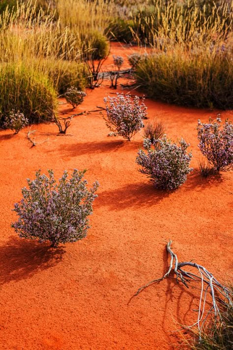 Australian Colours, Kara Rosenlund, Australia Photography, Stradbroke Island, Design Anthology, Northern Territory Australia, Australian Landscape, Outback Australia, Desert Dream