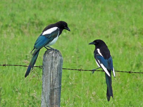 Black Billed Magpie Tattoo, Magpie In Flight, Azure Winged Magpie, Magpie Tattoo, European Magpie, Magpie Collection, Magpie Art, Counting Crows, Bird Identification