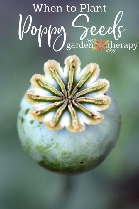 When To Plant Poppy Seeds, How To Plant Poppy Seeds, Planting Poppy Seeds, Iris Flowers Garden, Poppy Flower Seeds, Breadseed Poppy, Poppy Seed Pods, Planting Poppies, Moving Plants