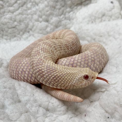 Snow Hognose Snake, Tiger Snow, Western Hognose, Western Hognose Snake, Snake Terrarium, Snake Turtle, Danger Noodles, Hognose Snake, Pretty Snakes