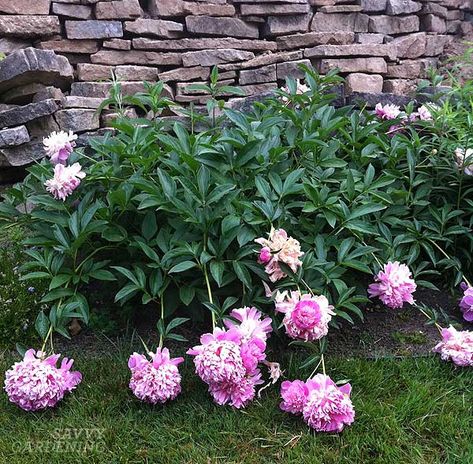 Peony supports How To Support Peonies, Peony Support, Peony Care, Itoh Peonies, Making A Plan, Food Forest Garden, Peony Leaves, Deadheading, Container Vegetables