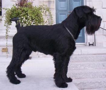 Standard Schnauzer Liver Schnauzer, Mega Coat Schnauzer, Miniature Schnauzer Black, Schnauzer Grooming, Giant Schnauzer No Beard, Schnauzer Art, Standard Schnauzer, Miniature Schnauzer Puppies, Giant Schnauzer