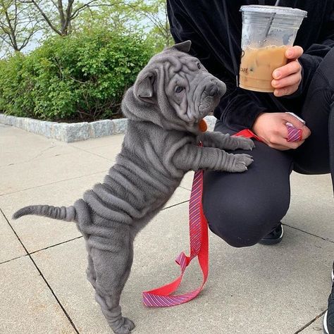 14 Adorable Facts About Shar-Peis | PetPress Sharpei Puppies, Dog Sharpei, Sharpei Dogs, Sharpei Dog, Wrinkly Dog, Shar Pei Puppies, Shar Pei Dog, Chinese Shar Pei, Shar Pei