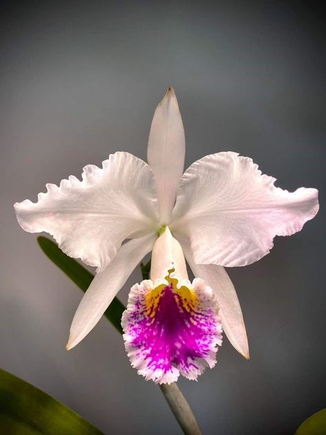 Orchid Cattleya Mossiae, Flor Tattoo, Orchid Varieties, Orchid Tattoo, Cattleya Orchid, Exotic Orchids, Boquette Flowers, Baby Tattoos, Beautiful Orchids