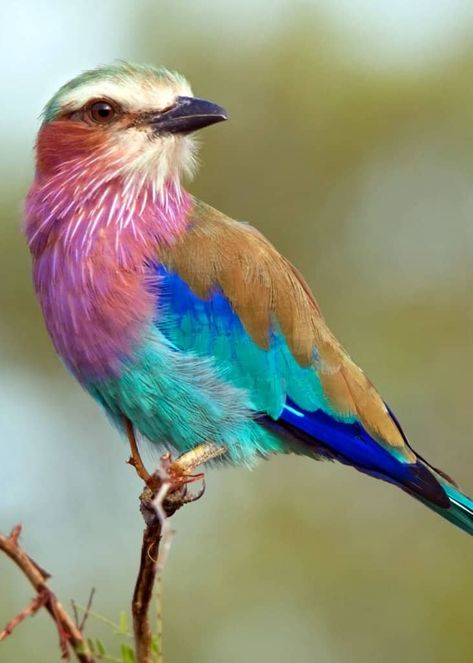 The lilac-breasted roller (Coracias caudatus) is an African member of the roller (or Coraciidae) family of birds.  It is widely distributed in sub-Saharan Africa, and is a vagrant to the southern Arabian Peninsula. It prefers open woodland and savanna, and it is for the most part absent from treeless places. #AmazingBirds #WeirdBirds #BeautifulBirds #ColorfulBirds #BirdNests #BabyBirds Burung Kakatua, Lilac Breasted Roller, Most Beautiful Birds, Amazing Birds, Flower Colors, Birds And Butterflies, Colorful Bird, Colorful Animals, Bird Pictures